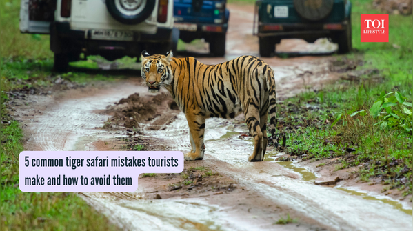 5 common tiger safari mistakes tourists make and how to avoid them