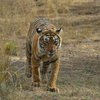 Expecting guaranteed tiger sightings