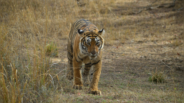 Expecting guaranteed tiger sightings