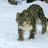 Snow leopard