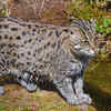 Article image for: Fishing cat