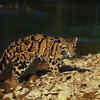 Article image for: <i class="tbold">cloud</i>ed leopard