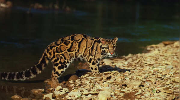 Clouded leopard