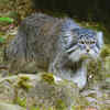 Pallas’s cat
