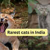 Article image for: Rarest cats in India and where to find them – they're not tigers or leopards