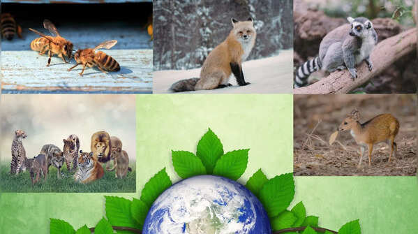 8 animals that play a hidden role in healing the planet