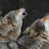 Wolves