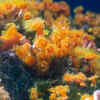 Coral polyps
