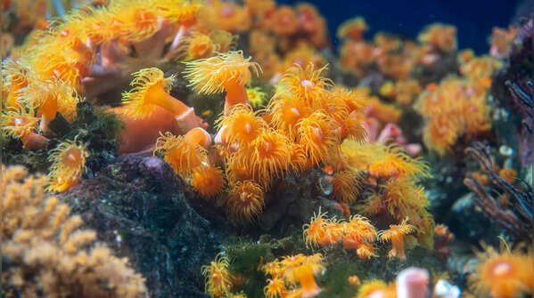 Coral polyps