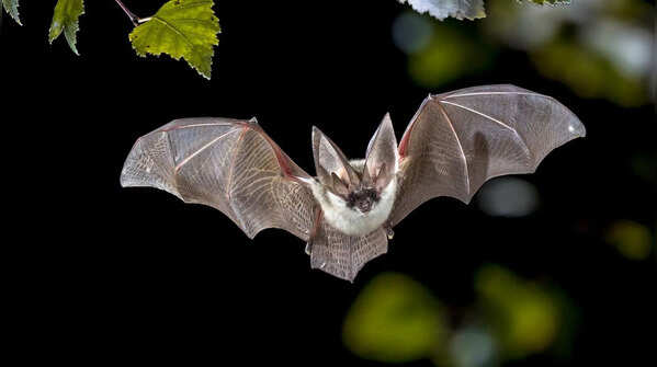 Bats
