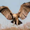 Vultures