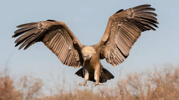 Vultures