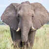 Elephants