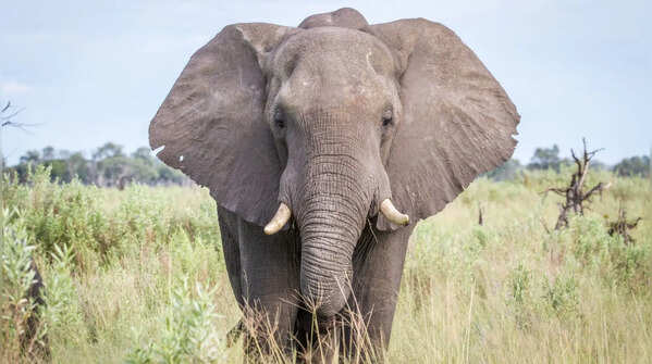 Elephants
