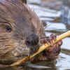 Beavers