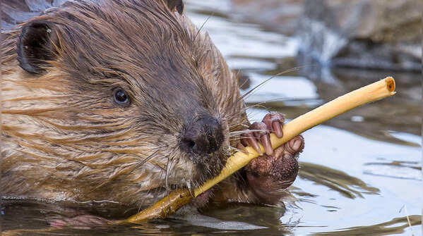 Beavers