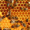 Bees