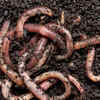 Earthworms