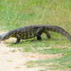 Article image for: Learning to respect <i class="tbold">wildlife</i> without inviting it home