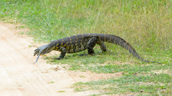 Learning to respect wildlife without inviting it home