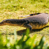 Article image for: Humane ways to keep Nile Monitor Lizards away