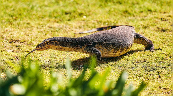 Humane ways to keep Nile Monitor Lizards away
