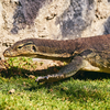 Are Nile Monitor Lizards dangerous?