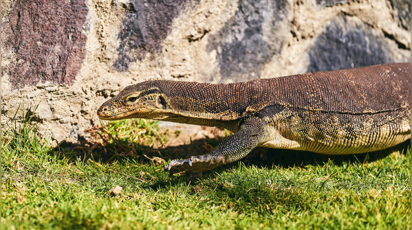 Are Nile Monitor Lizards dangerous?