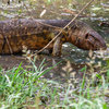 Why Nile Monitor Lizards come near homes