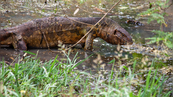 Why Nile Monitor Lizards come near homes
