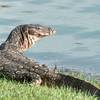 Article image for: What makes these giant reptiles visit gardens, and how to keep them away safely