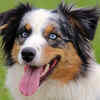Australian Shepherd