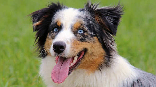 Australian Shepherd