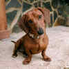 Dachshund