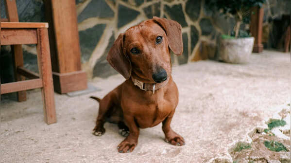 Dachshund