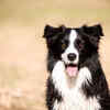 Article image for: <i class="tbold">border</i> Collie