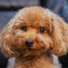 Poodle