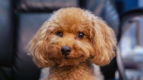 Poodle