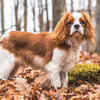 Article image for: Cavalier King <i class="tbold">Charle</i>s Spaniel