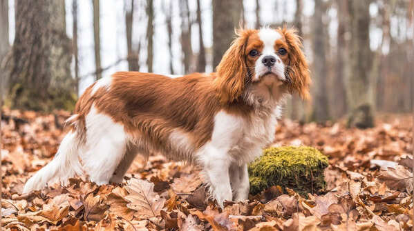 Cavalier King Charles Spaniel