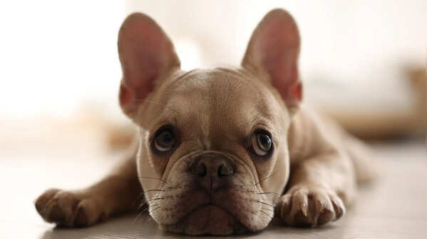 French Bulldog
