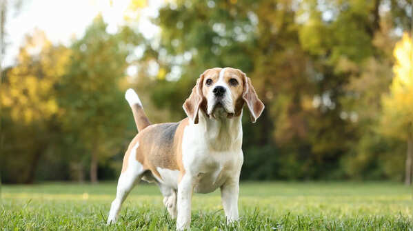 Beagle