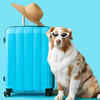 Article image for: From road trips to getaways: 10 dog breeds ideal for <i class="tbold">travelling</i> families