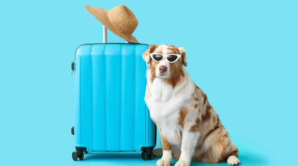 From road trips to getaways: 10 dog breeds ideal for travelling families