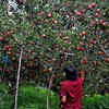 Article image for: Start arrangements for apple procurement: Sukhu to HPMC