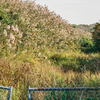 Article image for: Letting invasive <i class="tbold">plants</i> spread beyond the garden