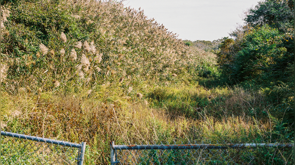 Letting invasive plants spread beyond the garden