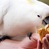 Article image for: Feeding wildlife in ways that create problems