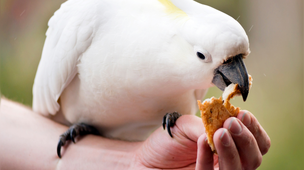 Feeding wildlife in ways that create problems