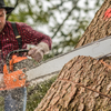 Cutting trees protected by law
